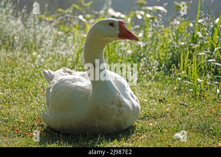 Chinesische Weiße Gans sitzt im Gras und schaut auf die Kamera. Es ist wahrscheinlich ein Weibchen, da der Knopf an der Spitze ihres Schnabels weniger prominent ist Stockfoto