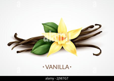 Süß duftende frische Vanilleblume mit getrockneten Samenschoten realistisch Zusammensetzung der unverwechselbaren kulinarischen Aroma Vektor Illustration Stock Vektor