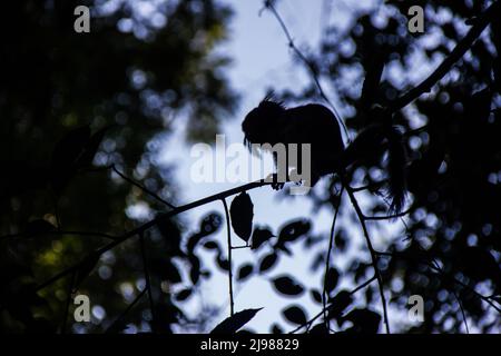Silhouette eines Affen, der in Rio de Janeiro als Stern-Miko bekannt ist. Stockfoto