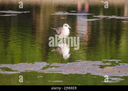 Möwen in einem kleinen See in Rio de Janeiro. Stockfoto