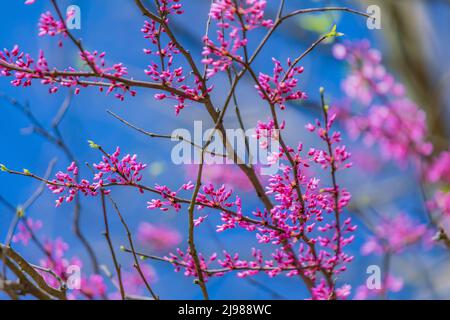 Eastern Redbud, Cercis canadensis, blüht im Mai in Michigan, USA Stockfoto