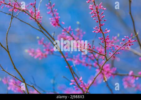 Eastern Redbud, Cercis canadensis, blüht im Mai in Michigan, USA Stockfoto