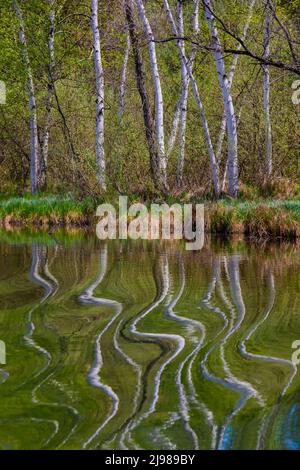 Papierbirken, Betula papyrifera, reflektiert über den Lake of the Clouds im Zentrum von Michigan, USA Stockfoto