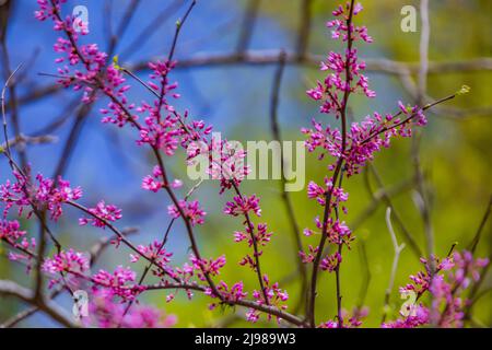 Eastern Redbud, Cercis canadensis, blüht im Mai in Michigan, USA Stockfoto