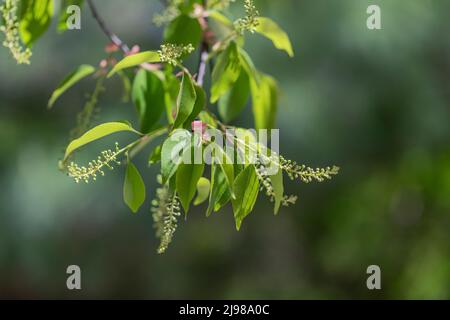 Schwarze Kirsche, Prunus serotina, junge Blätter und sich entwickelnde Beeren im Zentrum von Michigan, USA Stockfoto