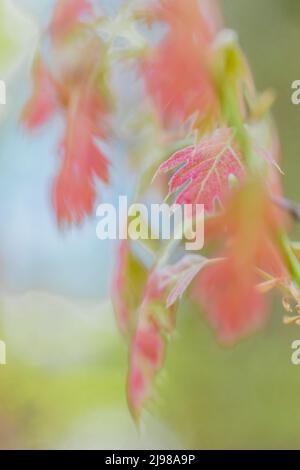 Northern Red Oak, Quercus rubra, Blätter, die im Mai aus den Knospen im Zentrum von Michigan, USA, hervorgehen Stockfoto