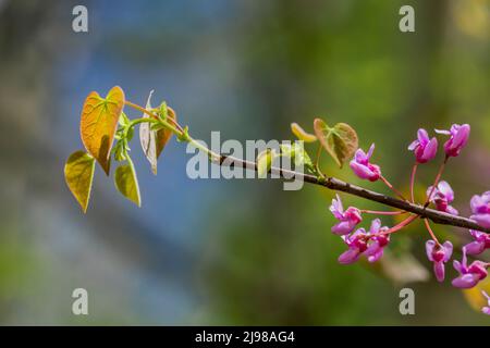 Eastern Redbud, Cercis canadensis, mit Blumen und frischen Blättern im Mai in Michigan, USA Stockfoto