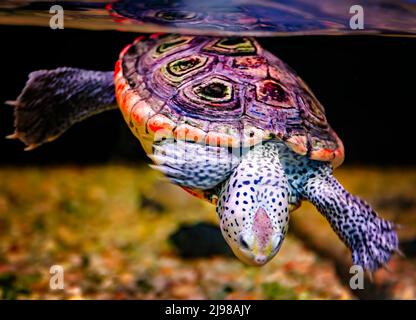 Im Dauphin Island Sea Lab und Estuarium, 29. Juni 2021, in Dauphin Island, Alabama, schwimmt eine Wasserschildkröte (Malaclemys-Wasserschildkröte) in einem Aquarium. Stockfoto