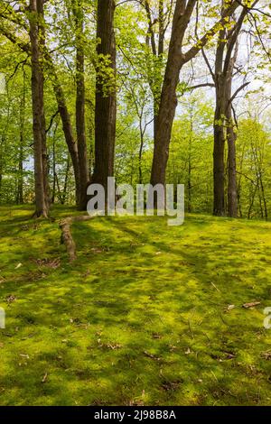 Moosiger Wald an einem Rastplatz entlang der M-66 im Zentrum von Michigan, USA Stockfoto