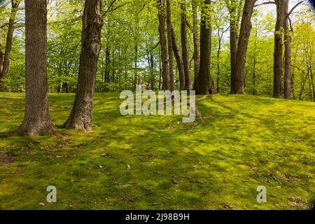 Moosiger Wald an einem Rastplatz entlang der M-66 im Zentrum von Michigan, USA Stockfoto