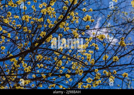 Sassafras, Sassafras albidum, blühend in Zentral-Michigan, USA Stockfoto