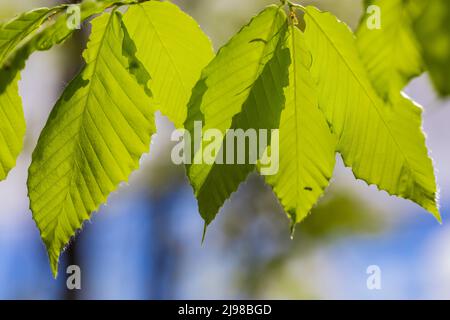 Amerikanische Buche, Fagus grandifolia, Frühlingsblätter in einem Wald im Zentrum von Michigan, USA Stockfoto