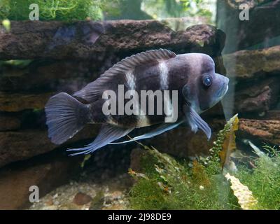Nahaufnahme eines dunklen Aquarienfisches mit weißen Streifen. Er hat eine Art Beule auf dem Kopf. Es ist ein Cyphotilapia frontosa oder Frontcichlid Stockfoto