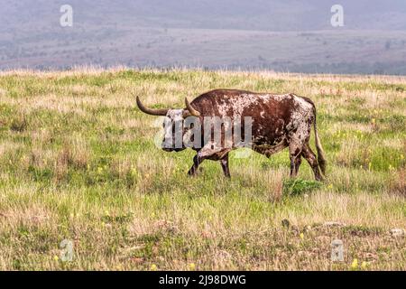 exas Longhorn in den Wichita Mountains in Oklahoma Stockfoto