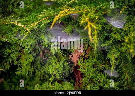 Spinnennetze und Thuja-Baum. Spinnweben und Spinnweben sind überall in den französischen Gärten zu finden. Stockfoto