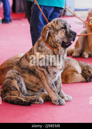 Brinmlischer Welpe des spanischen Mastiff, der während der Hundeausstellung sitzt Stockfoto