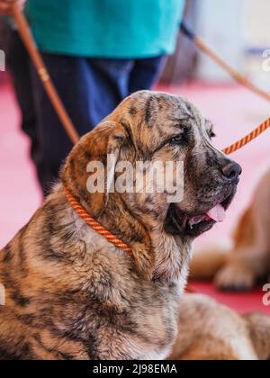 Brinmlig Welpe Kopf des spanischen Mastiff auf der Seite Stockfoto