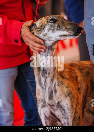 Kopfportrait des spanischen Windhundes mit der Hand am Hals Stockfoto