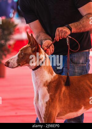 Kopfporträt des kurzhaarigen Ibizan Hounds mit der Hand, die die Leine am Hals hält Stockfoto