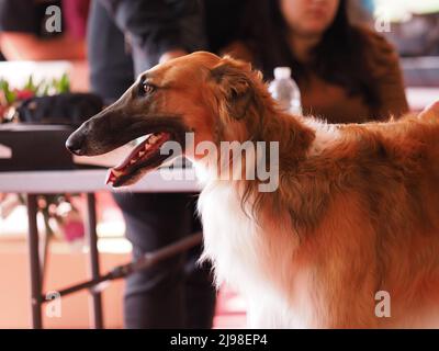 Barsoi Kopf, braun und weiß russischen Windhund mit seinem Besitzer in der Show Stockfoto