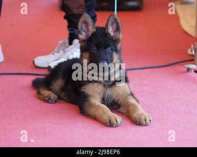 Deutscher Schäferhund liegt während einer Hundeausstellung auf dem Teppich Stockfoto