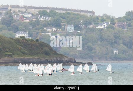 Cork Harbour, Cork, Irland. 21.. Mai 2022. Optimistische Schlauchboote segeln in der Nähe von Spike Island, während sie an der IODAI Optimist Munster Championship teilnahmen, die im Hafen bei Crosshaven, Co. Cork, Irland, stattfand. - Credit; David Creedon / Alamy Live News Stockfoto