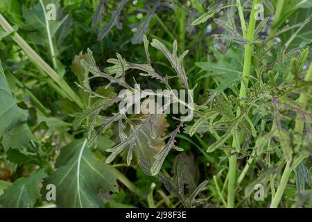 Brassica rapa var. Niposinica in Blüte Stockfoto