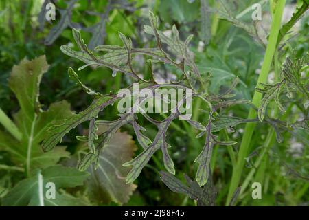 Brassica rapa var. Niposinica in Blüte Stockfoto