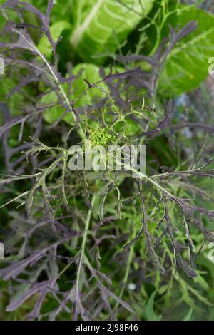 Brassica rapa var. Niposinica in Blüte Stockfoto