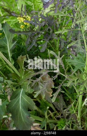 Brassica rapa var. Niposinica in Blüte Stockfoto