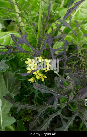 Brassica rapa var. Niposinica in Blüte Stockfoto