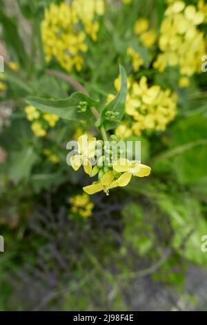 Brassica rapa var. Niposinica in Blüte Stockfoto