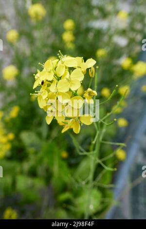 Brassica rapa var. Niposinica in Blüte Stockfoto