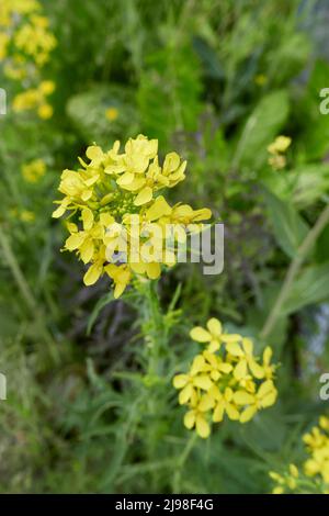 Brassica rapa var. Niposinica in Blüte Stockfoto