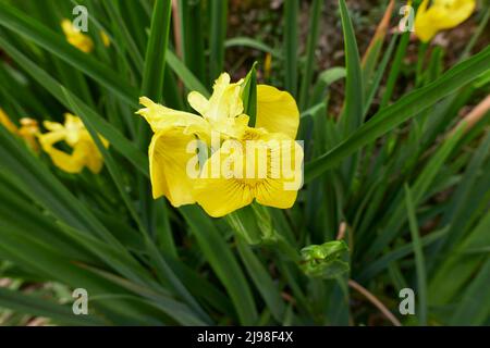 Iris pseudacorus gelbe Blüten Stockfoto