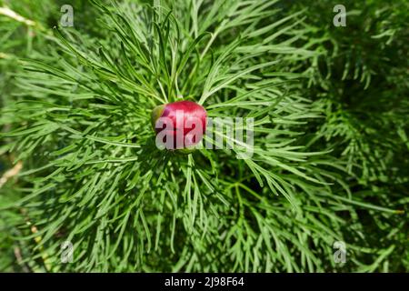 Blühende Paeonia tenuifolia Stockfoto