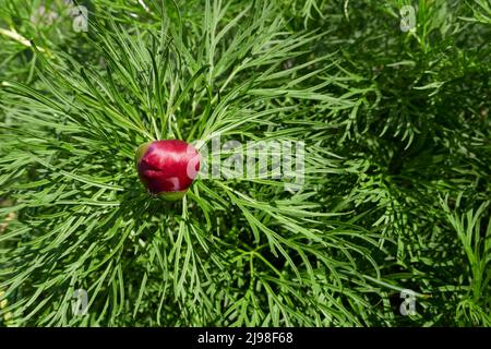 Blühende Paeonia tenuifolia Stockfoto