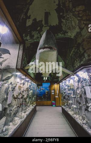 Interessante Bilder vom Roten Meer Marine Wildlife Exponate in der Nähe Qaitbay Fort auf Alexandria Eastern Harbour in, Ägypten Stockfoto