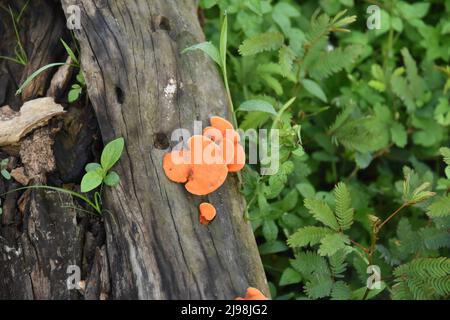 Goldfarbener Mashroom Stockfoto
