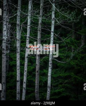 Drohne fliegt im Sommer im Wald mit grünen Bäumen Stockfoto