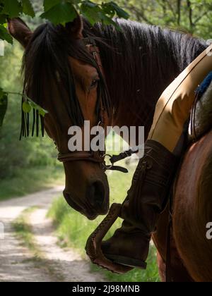 Kastanien andalusischen Pferd Blick auf die Kamera an einem Frühlingstag auf dem Land, weibliche Reiterin auf ihm reiten. Stockfoto