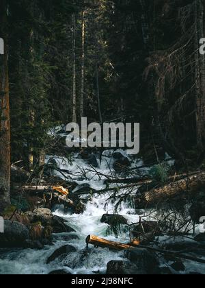 Trockenes Bett eines Gebirgsflusses mit umgestürzten Baumstämmen. Mountain River - Strom fließt durch grünen Wald. Strom in dichtem Holz. Große Felsbrocken im Fluss Stockfoto