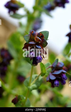 Die violetten Blüten von Cerinthe major purescens von unten gesehen. Stockfoto