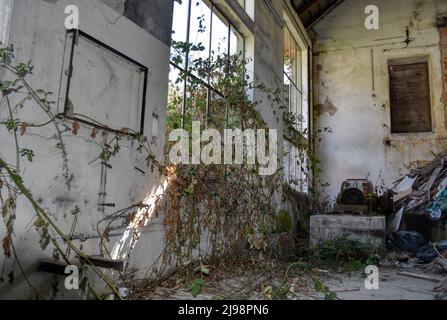 Lost Place, Halle, Lager, verlassen, aufgenommen, Tür, Fenster, Efeu, wachsen, verwildert, Schutt, Müll, Fenster, Fensterscheiben, Schmutz, Broche Stockfoto