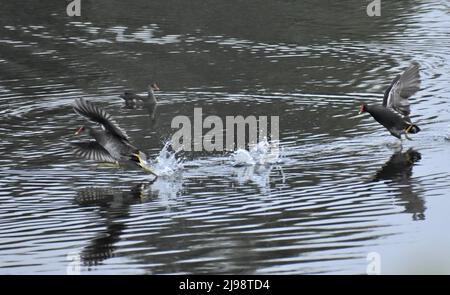 Blässvögel mittlerer Größe Stockfoto