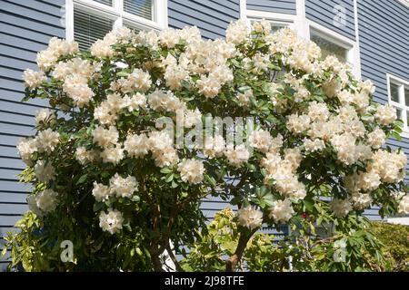 Weißer Rhododendron-Busch blüht im Frühjahr vor einem Haus in Vancouver, BC, Kanada Stockfoto