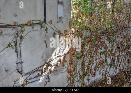 Lost Place, Halle, Lager, verlassen, aufgenommen, Tür, Fenster, Efeu, wachsen, verwildert, Schutt, Müll, Fenster, Fensterscheiben, Schmutz, Broche Stockfoto