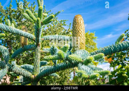 Großer dekorativer junger Kegel aus Blauer Edelfir, lateinischer Name: Abies procera glauca. Stockfoto