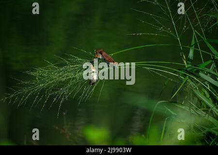 Munia oder Paddy-Bird Stockfoto