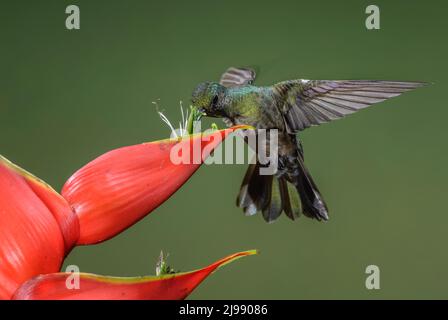 Blau-belüfteter Kolibri - Saucerottia hoffmanni, schöner Kolibri aus den Wäldern und Gärten Mittelamerikas, Costa Rica. Stockfoto